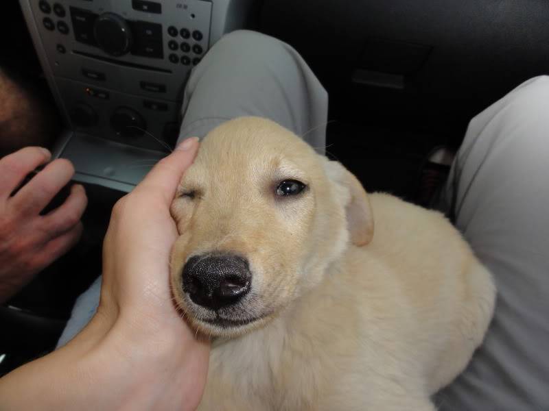 Bagou, un petit orphélin, un chiot très sociable qui a vite besoin de trouver une famille !!!! D36b037e