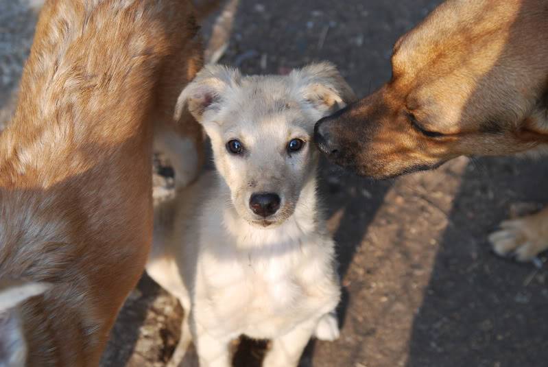 Bagou, un petit orphélin, un chiot très sociable qui a vite besoin de trouver une famille !!!! Fb388ecb