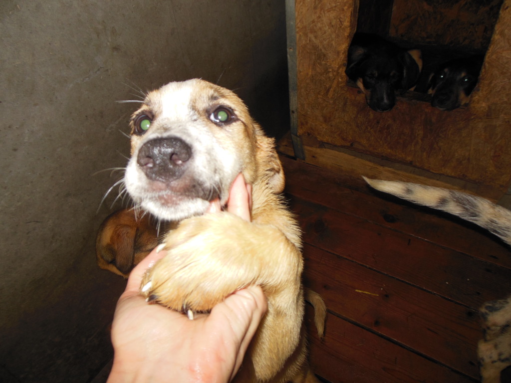 Melba, jeune chienne née en avril 2012, abandonnée à l'âge de 3 semaines. 4e65465b