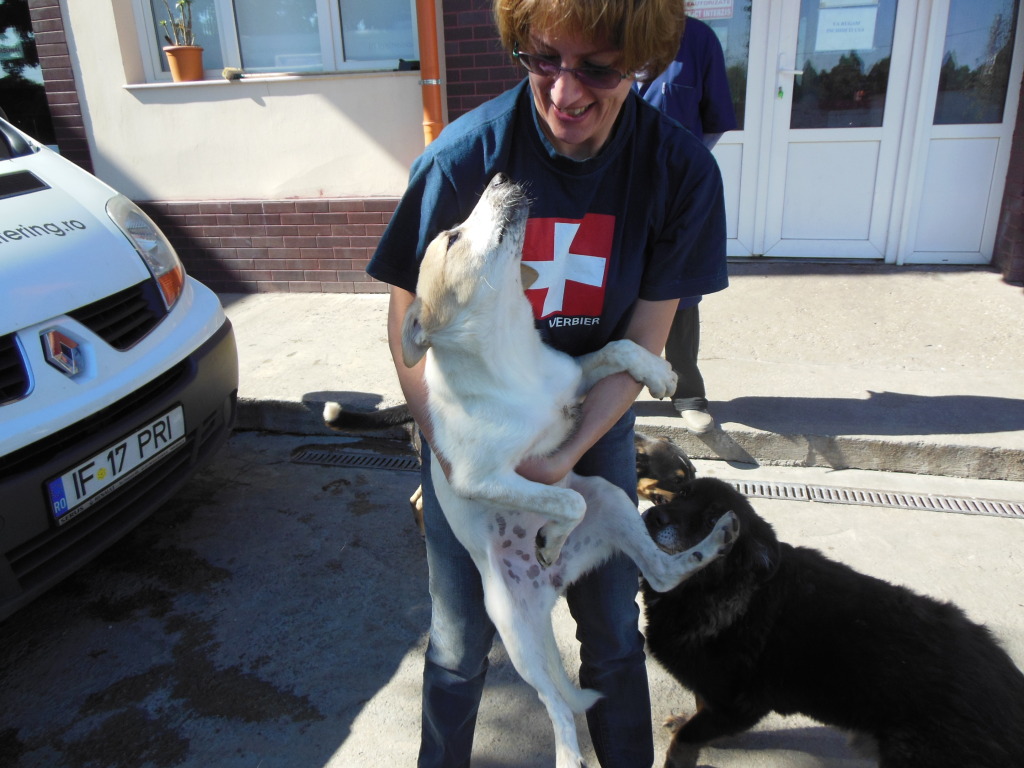 Melba, jeune chienne née en avril 2012, abandonnée à l'âge de 3 semaines. DSCN1070_zps4e39cdcc