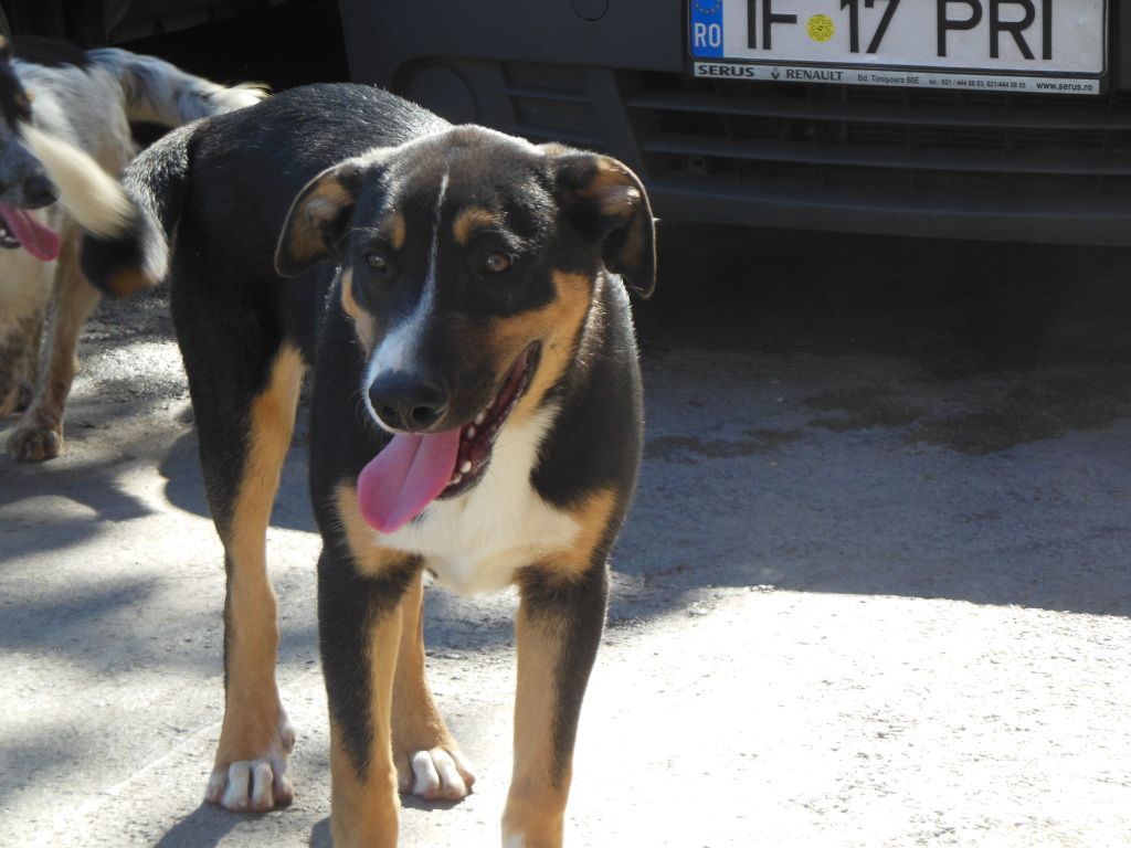 Lord, petit chiot abandonné à l'âge de 3 semaines DSCN1079_zps8f236ab2