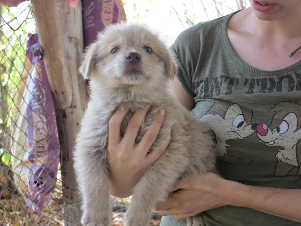 Trésor, petit mâle de 2 mois, ADOPTABLE EN JANVIER IMG_2658