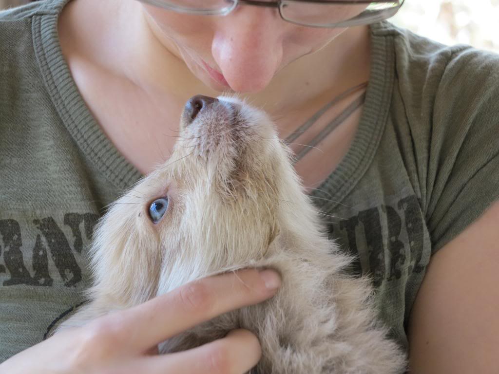 Trésor, petit mâle de 2 mois, ADOPTABLE EN JANVIER IMG_2662