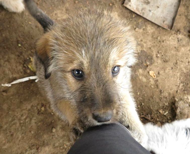 Bruno, petit mâle, 1 mois, ADOPTABLE EN JANVIER IMG_2846-1