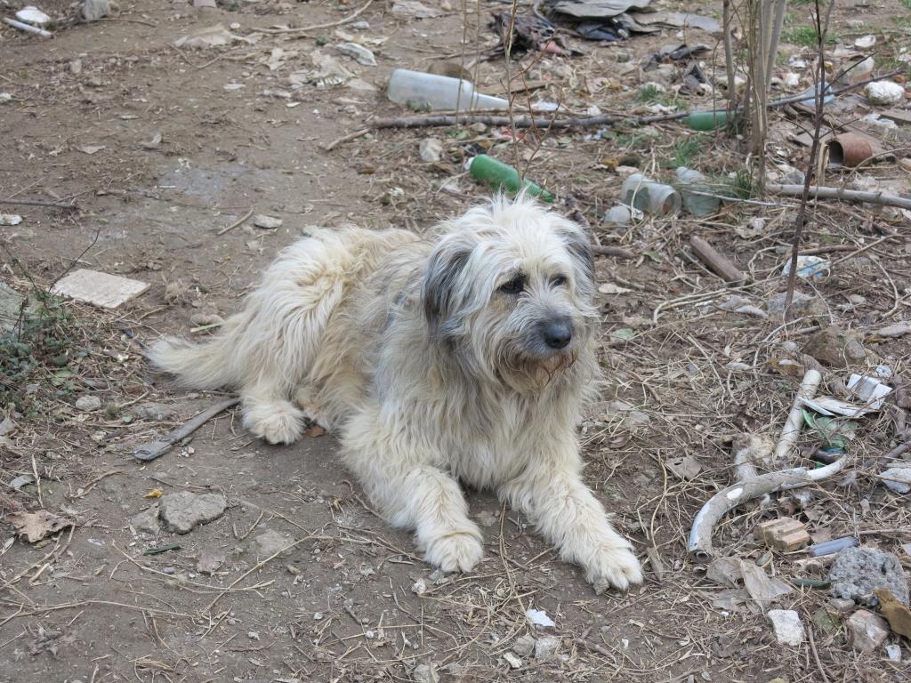 Puffy, chien croise berger des Carpates, très sociable IMG_2678_zps21b05d08