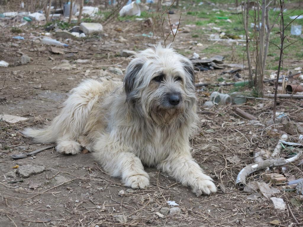 Puffy, chien croise berger des Carpates, très sociable IMG_2679_zps1e0c2105