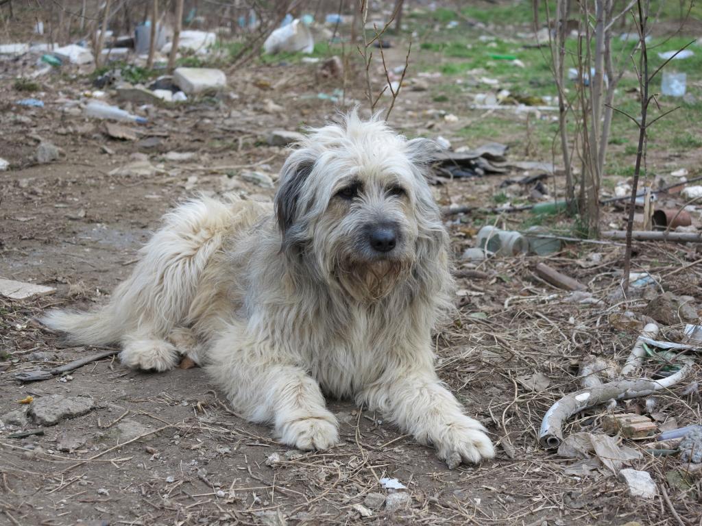 Puffy, chien croise berger des Carpates, très sociable IMG_2680_zps3c5182de