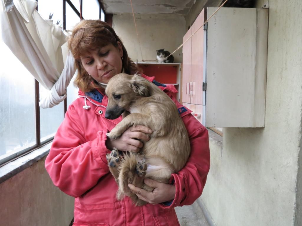 Ianis, petit chiot, mâle, petit modèle, né en novembre 2013 - Adopté en Allemagne IMG_2685_zps9b5de4a9