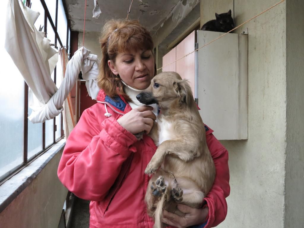 Ianis, petit chiot, mâle, petit modèle, né en novembre 2013 - Adopté en Allemagne IMG_2687_zps33f8aef2