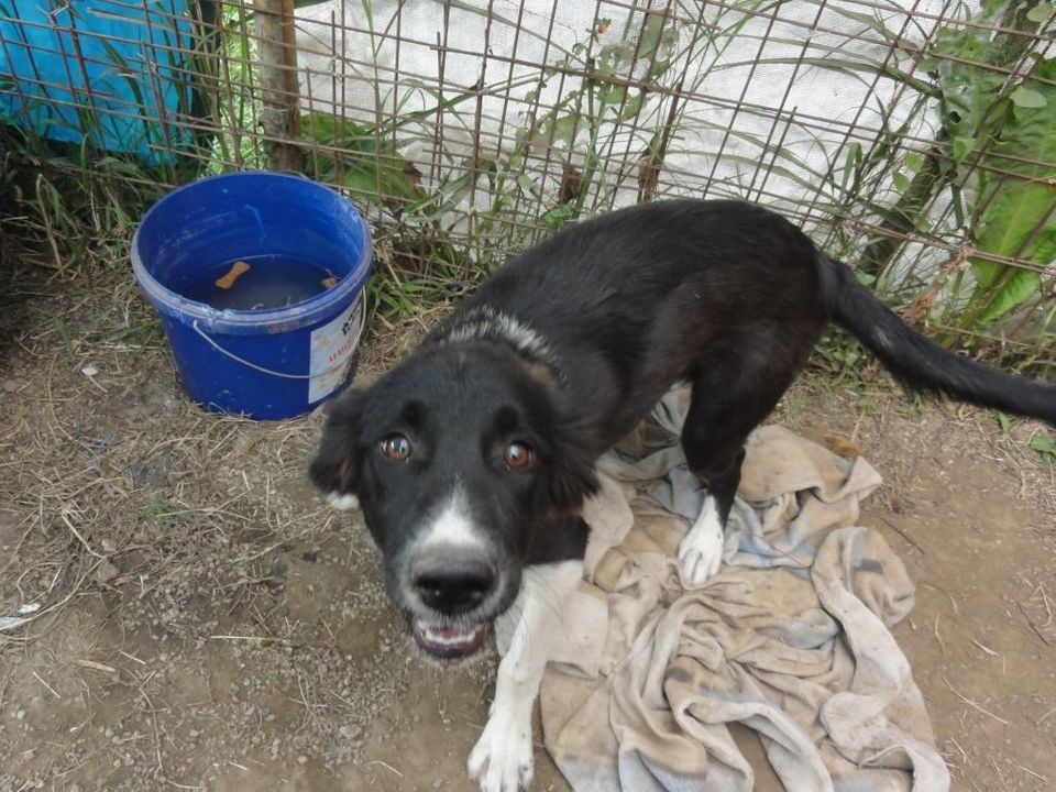 Yoko, petite puce de 3 mois, bébé très sociable - Adoptée DSC00486_zps00ff476f