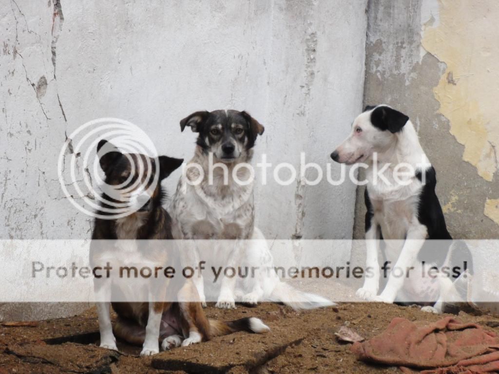 Titza, chienne de taille moyenne, née en 2011 DSC00687_zps35544219