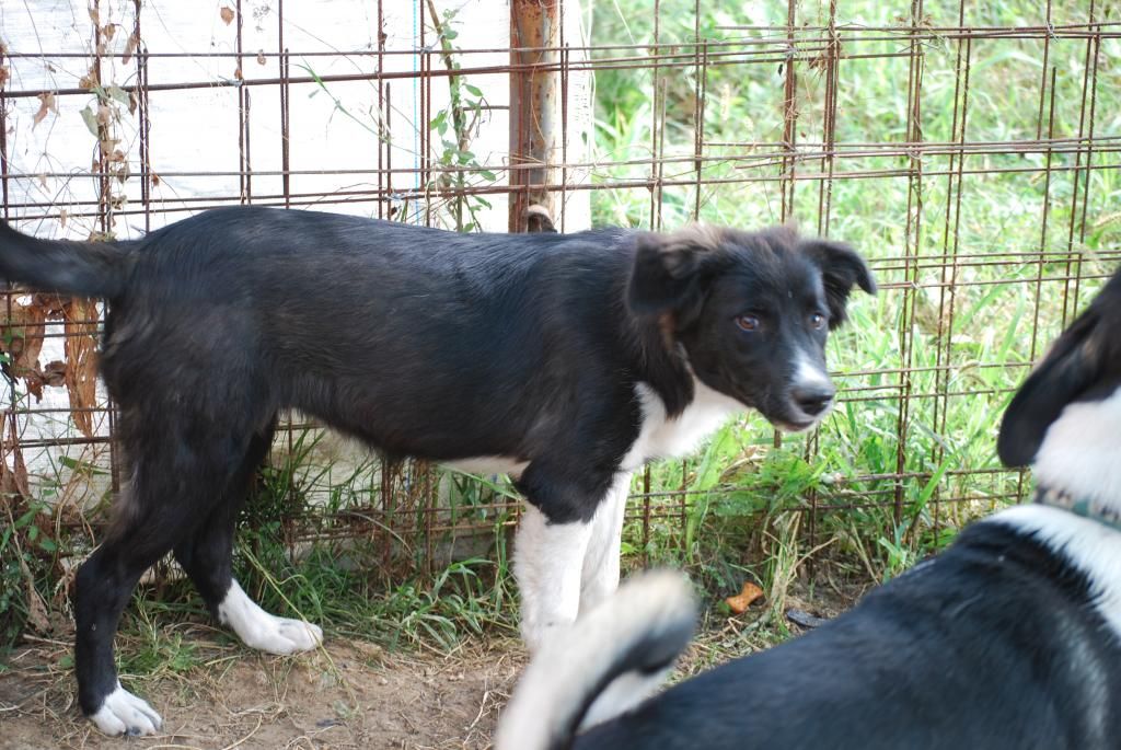 Yoko, petite puce de 3 mois, bébé très sociable - Adoptée DSC_0188_zpsb4b4b487