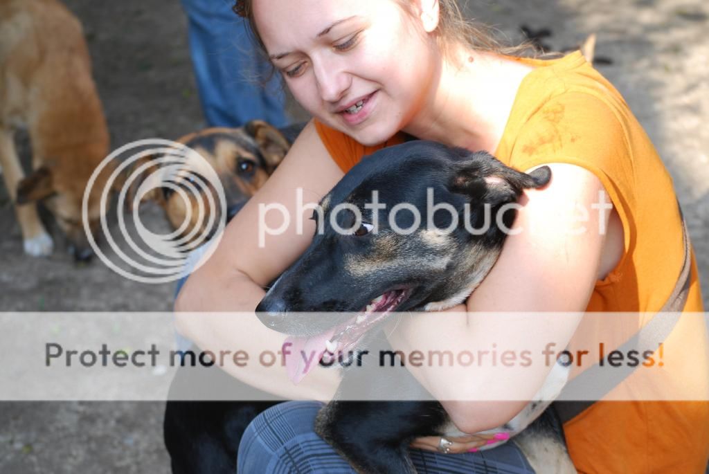 Sofia, puce très sociable, sauvée d'un raid des dog catchers, née en février 2013 DSC_0222_zpsd596d31b