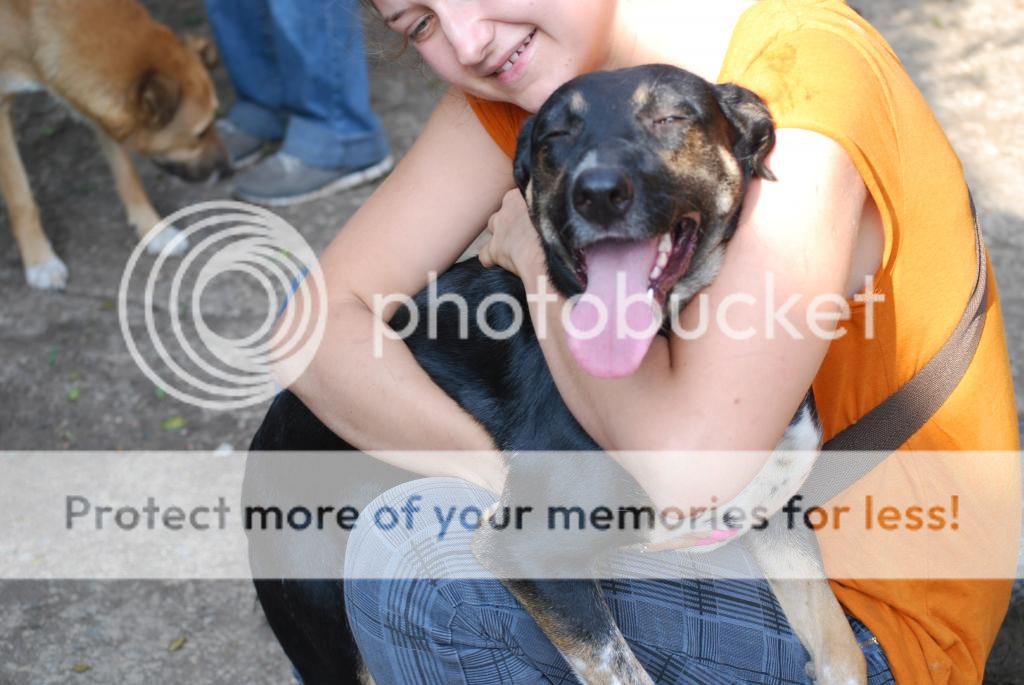 Sofia, puce très sociable, sauvée d'un raid des dog catchers, née en février 2013 DSC_0223_zps53cc4f39