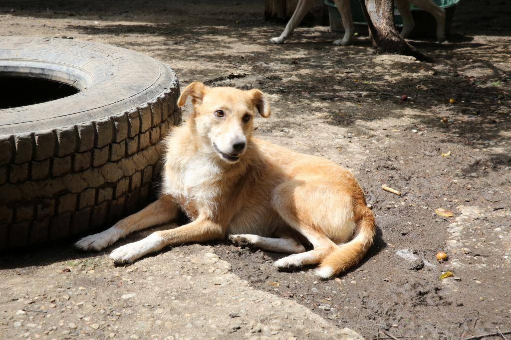 L’évolution de Greta ... bientôt adoptable HX9A1376_zps65b39dc9