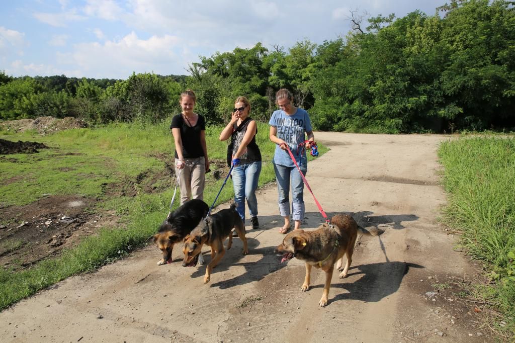 Les promenades des chiens au refuge... HX9A1525_zpsb13a9e37