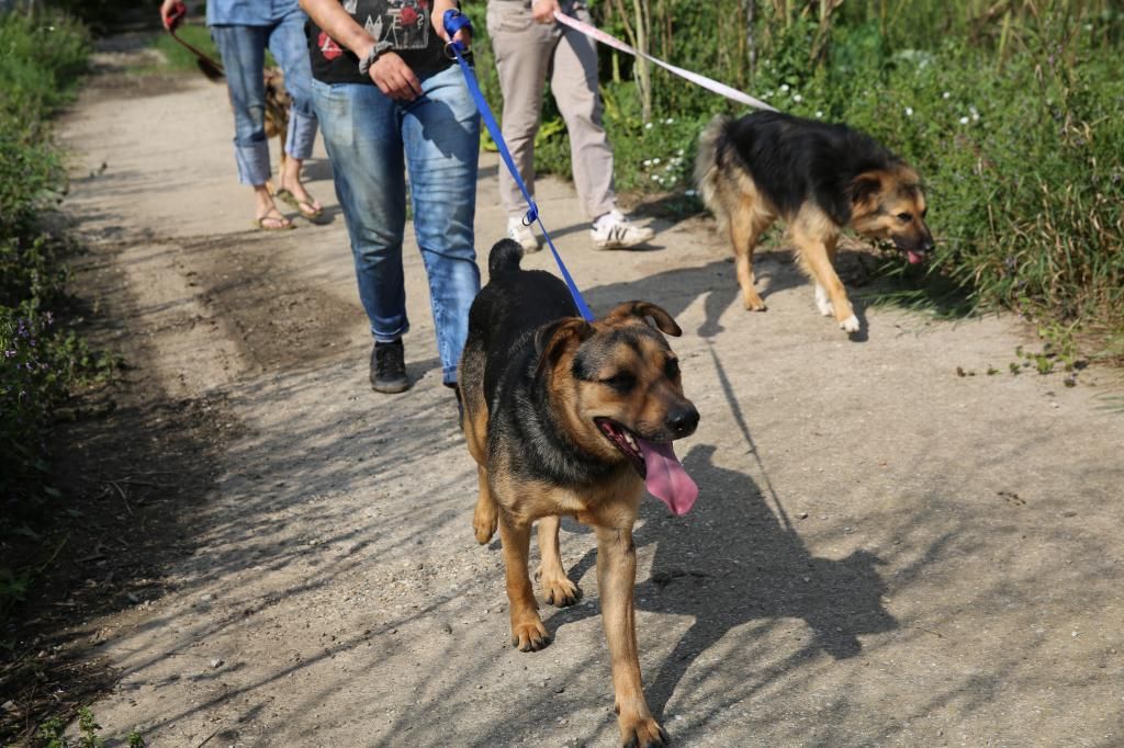 Les promenades des chiens au refuge... HX9A1539_zps18587efa