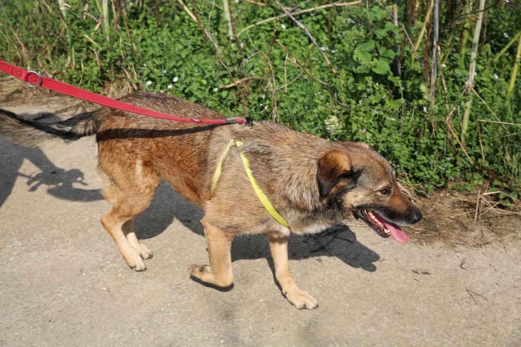 Penny, chienne née en 2006, récupérée à la fourrière !! - N'est plus à l'adoption HX9A1541_zps4e151718