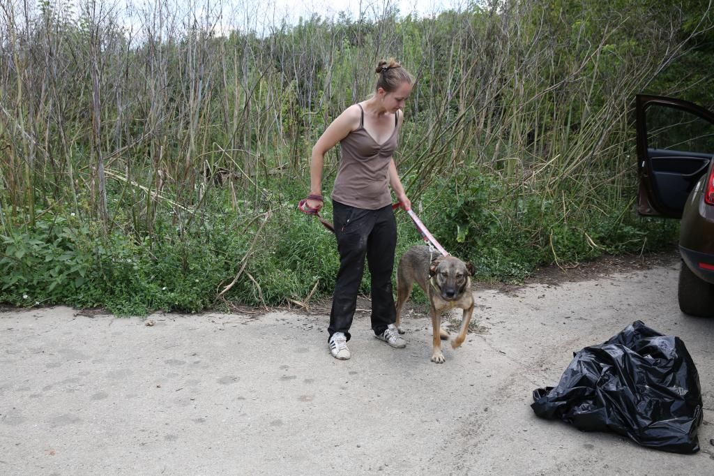 Les promenades des chiens au refuge... HX9A1665_zps657b944a