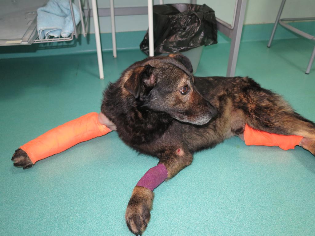 Lucky, chien renverse par une voiture, deux pattes fracturées !! IMG_3100_zpsdc774d92
