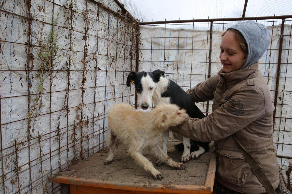 Rosie, sauvetage de la fourrière, née en mars 2014 - Adoptée - Association BorderLineCollie  HX9A4574_zps24d837f3