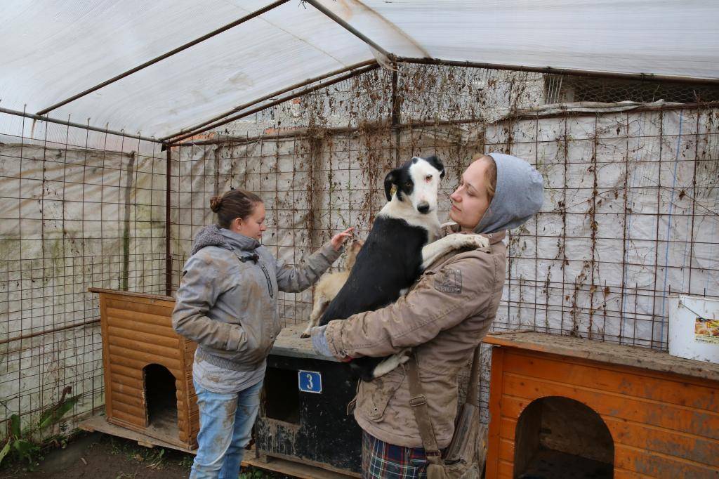 Rosie, sauvetage de la fourrière, née en mars 2014 - Adoptée - Association BorderLineCollie  HX9A4599_zps9aabc084