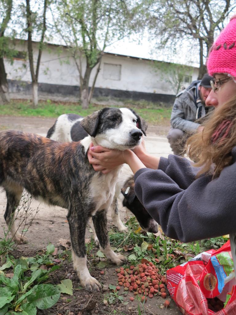 Clara, une superbe puce, abandonnée au refuge. Née en février 2014  IMG_1133_zpsbc44354f