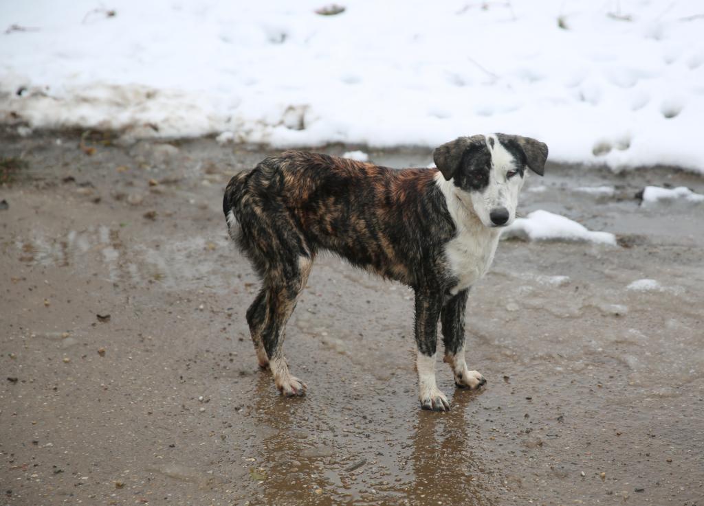 Clara, une superbe puce, abandonnée au refuge. Née en février 2014  Eaa234ad-2077-4661-95c5-4aa5b9381574_zpsa71bec23