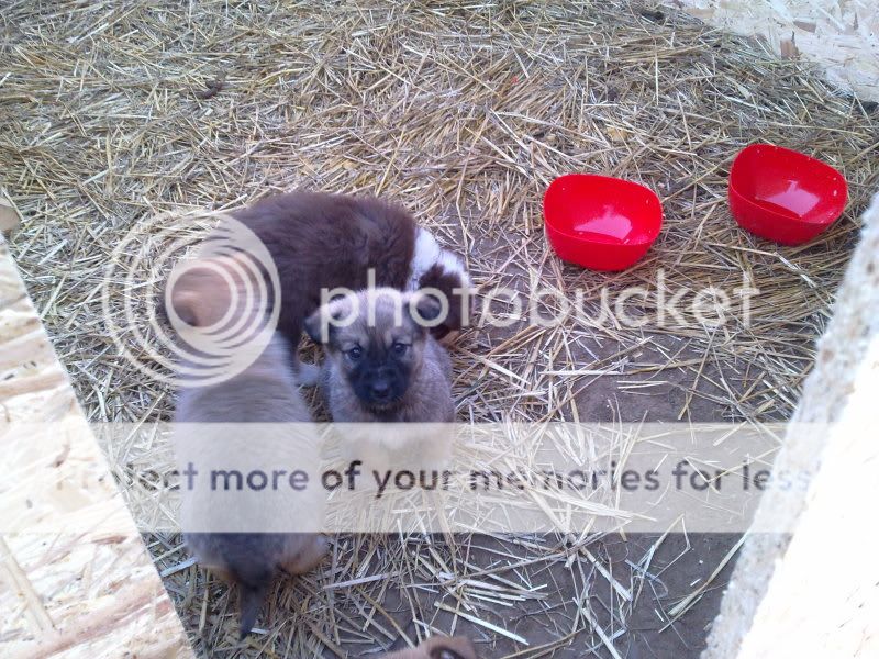 Lily, chiot, femelle, 3 mois, trouvée sur le champ (Moka)  Bef46d73