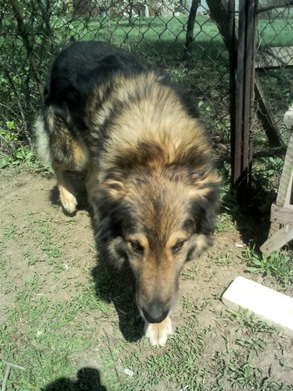 Ringo, mâle, né en 2010, type berger allemand , le chien miracle... ADOPTE ! C7c48639