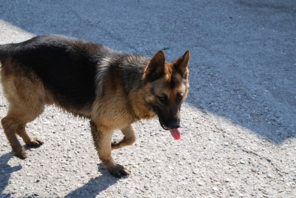 Déclic, mâle, Berger Allemand, né en 2009 (refuge d'Irina) DSC_2447-1