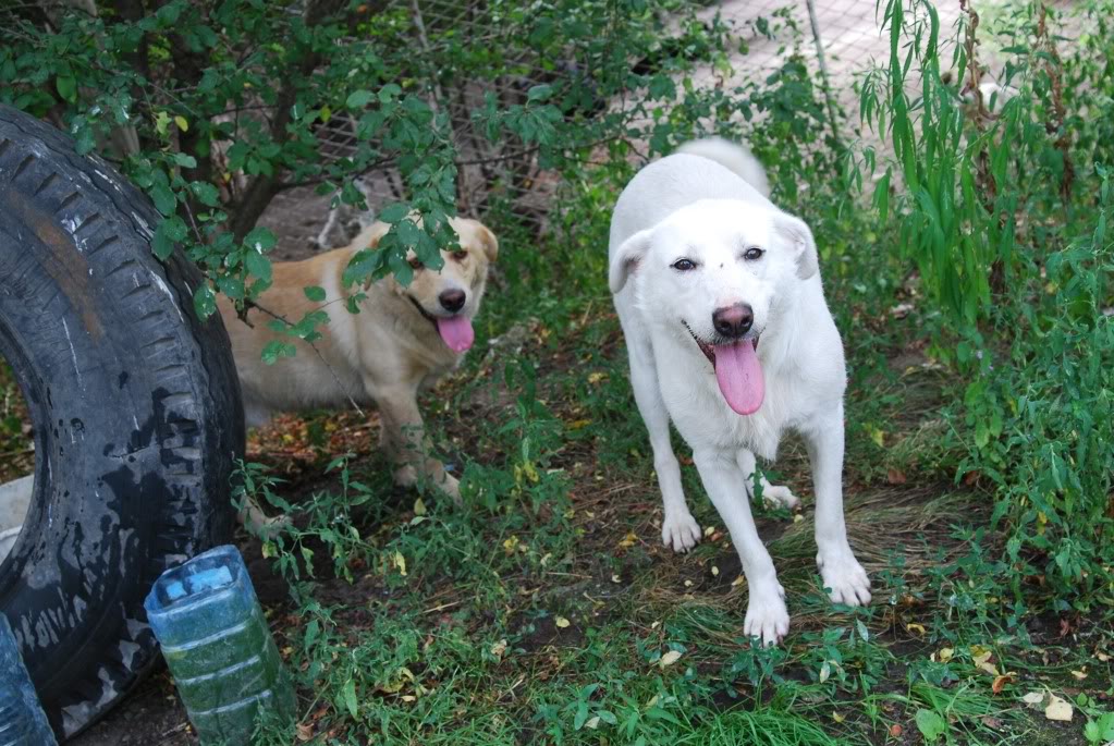 Dulcine, croisé berger blanc suisse, taille moyenne, 3 ans(refuge d'irina) DSC_3200-Copy