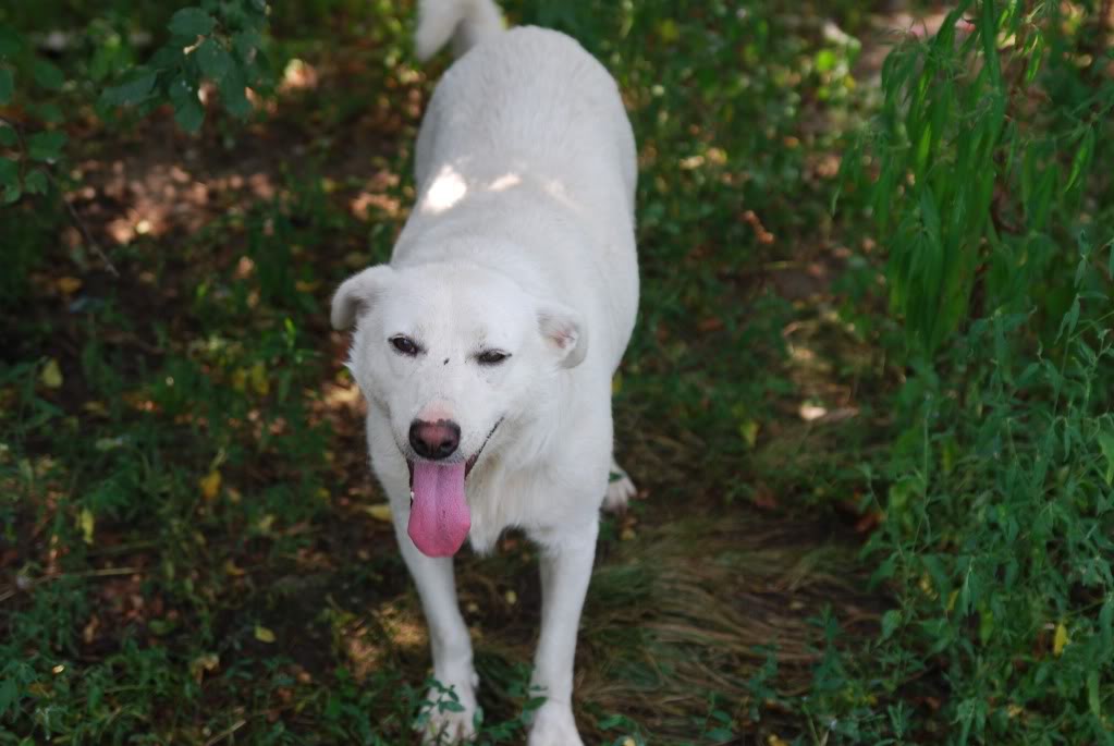 Dulcine, croisé berger blanc suisse, taille moyenne, 3 ans(refuge d'irina) DSC_3202-Copy