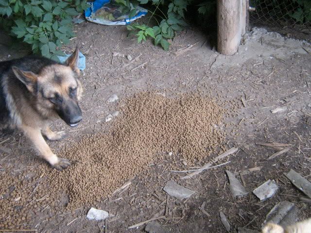 Déclic, mâle, Berger Allemand, né en 2009 (refuge d'Irina) IMG_3433