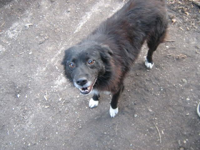 Spike, male, environ 5 ans, taille moyenne, poils longues IMG_4804