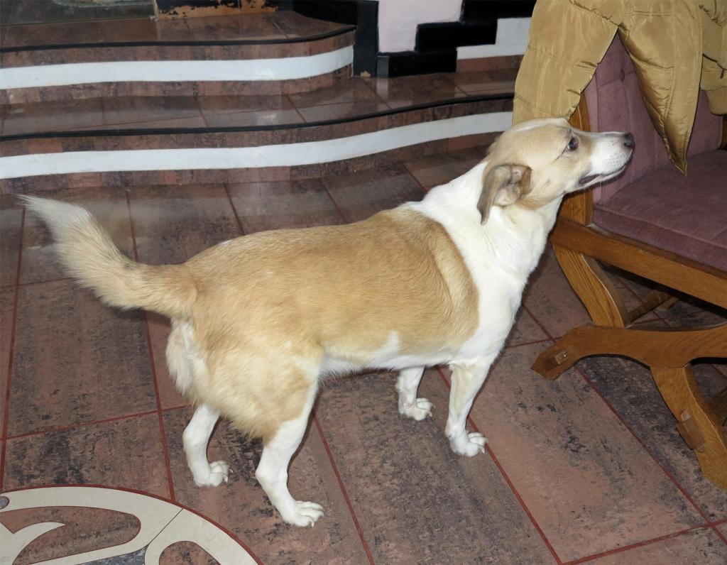Murmurica, sauvetage de Sanda, chienne née en 2011 Sanda10_zpsfffb5a82
