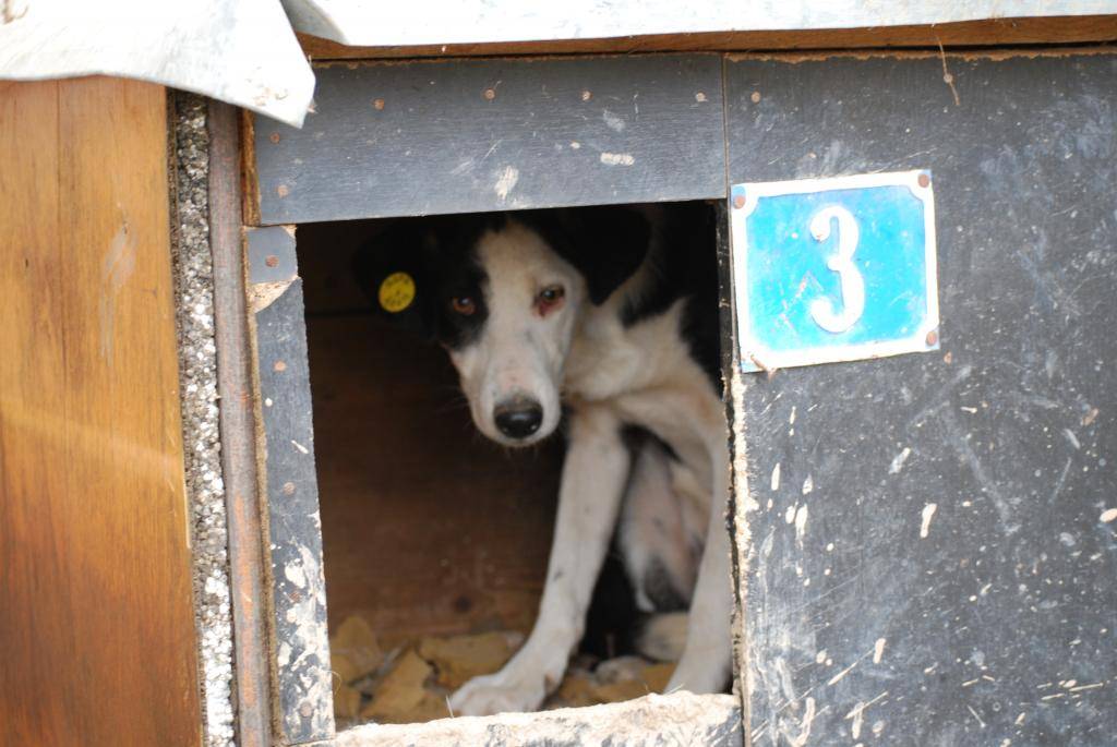 Rosie, sauvetage de la fourrière, née en mars 2014 - Adoptée - Association BorderLineCollie  DSC_0416_zpsb2ba319f