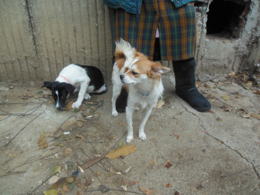 Chiquita, petite croisée papillon, environ 2 ans  DSCN1944_zpsfcd33883