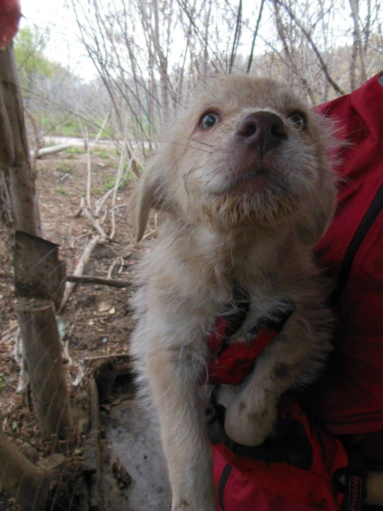 Trésor, petit mâle de 2 mois, ADOPTABLE EN JANVIER DSCN1992_zps41fb7d91