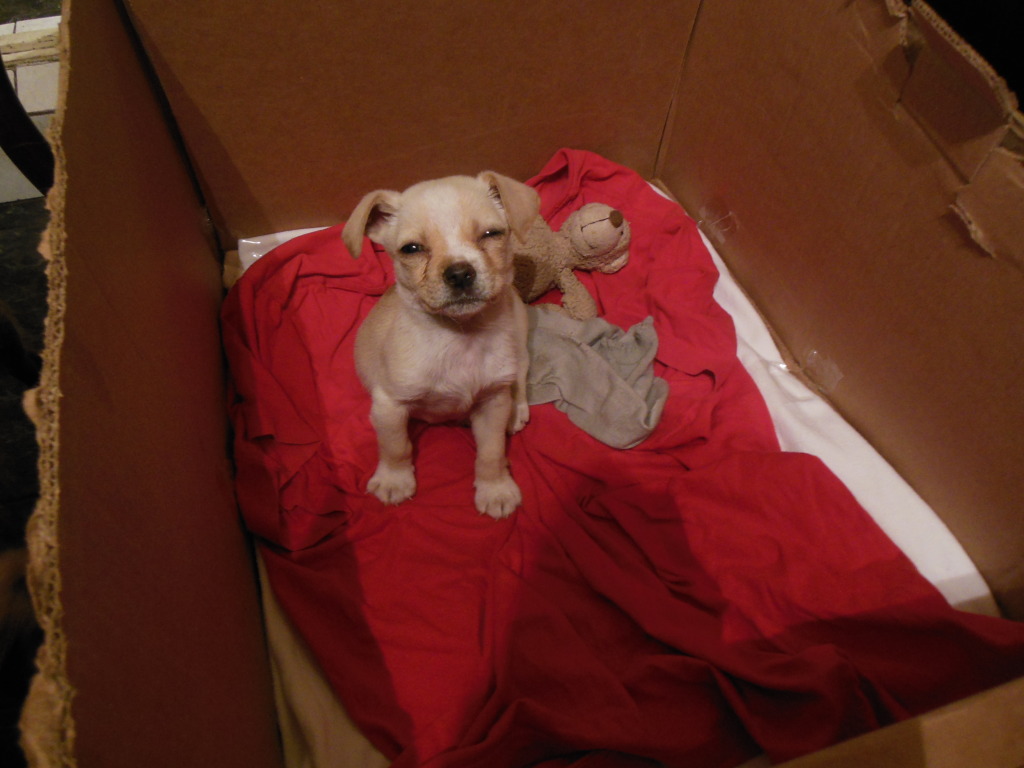 Dixie, mini chien, 2 mois - Adoptable en janvier DSCN2087_zpsbaeb706e