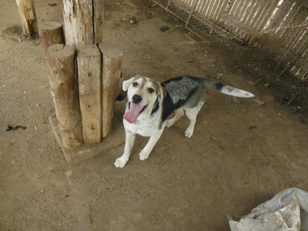 Ricky, petit mâle, né en septembre 2012, abandonné au bord de la route  DSCN2728_zpsb8a77161