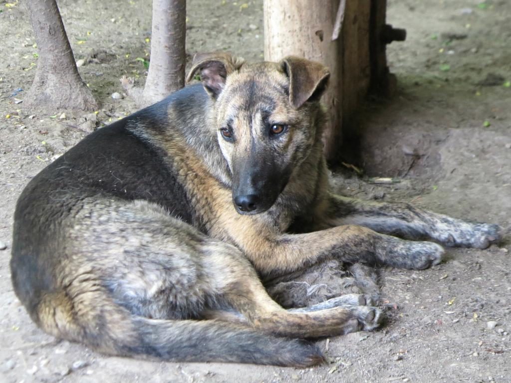 Holly, soeur de Aby, née en août 2013 - Adoptée ! Holly4_zpscfeeefa4