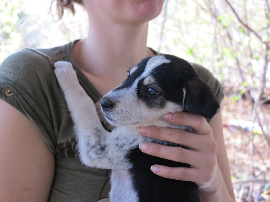 Ricky, petit mâle, né en septembre 2012, abandonné au bord de la route  IMG_2686