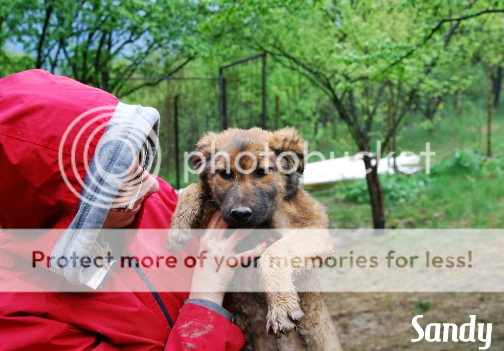 Sandy, petite puce très sociable, née en janvier 2014 Sandy2_zpsf4380b53