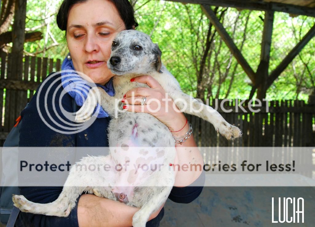 Lucia, petite puce de 2 mois, sauvée d'un raid des dog catchers Lucia4_zpsf136bf3e