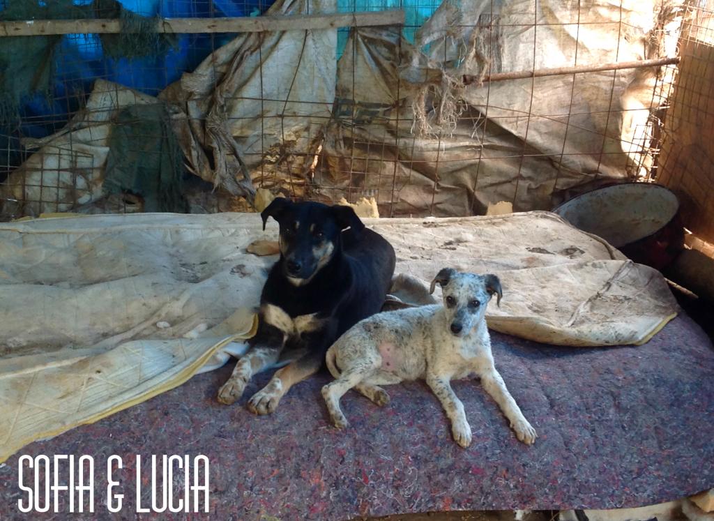 Sofia, puce très sociable, sauvée d'un raid des dog catchers, née en février 2013 SofiaetLucia_zpsa50a5a1c