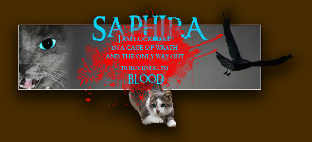 Blacktail X Oakheart kittens - Pagina 2 Saphira-3