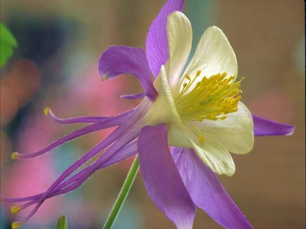 جمال الورد ........... WILD-COLUMBINE