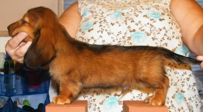 Long Hair Red boys available - 8 Week Old Pictures Billyside