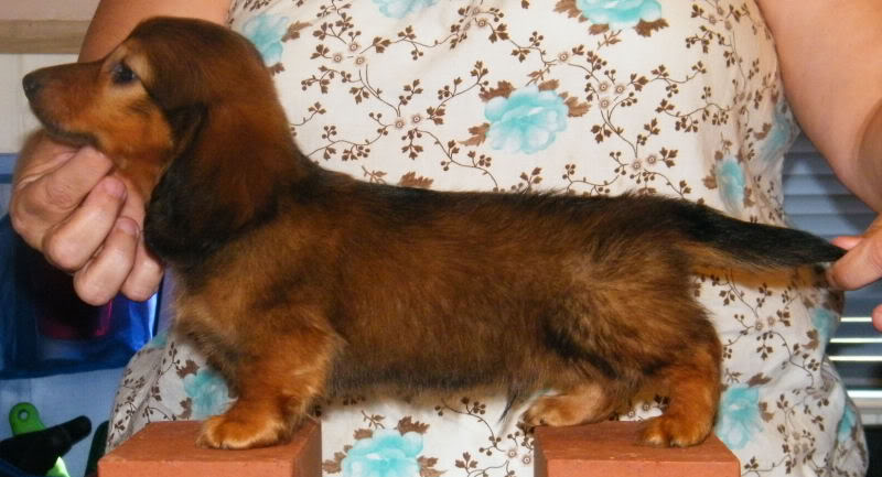 Long Hair Red boys available - 8 Week Old Pictures Bobbyside8wks